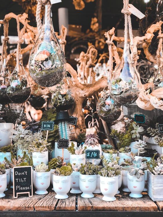 Business Ideas For Women: Plant Store