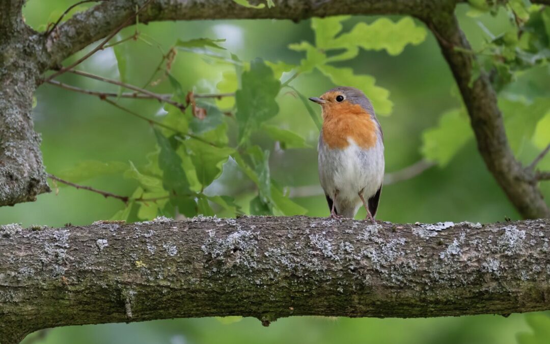 How To Write About Nature: 11 Techniques For Vivid, Publishable Prose