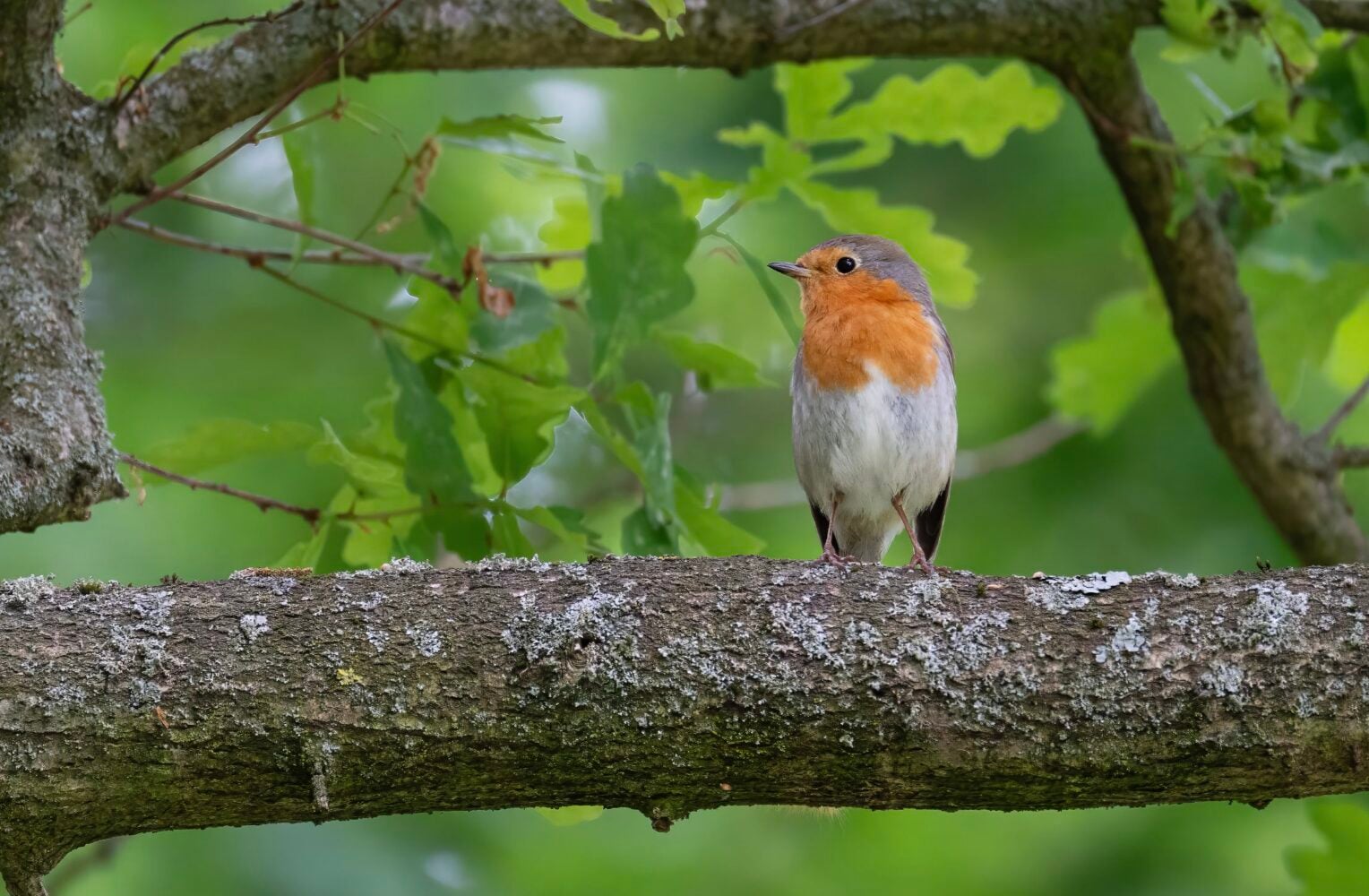 How To Write About Nature: 11 Techniques For Vivid, Publishable Prose